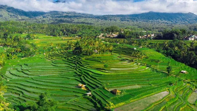 pemandangan-alam-sawah